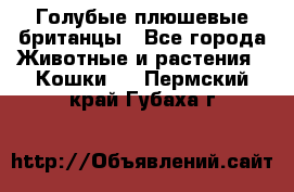 Голубые плюшевые британцы - Все города Животные и растения » Кошки   . Пермский край,Губаха г.